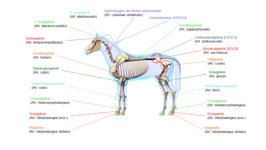key2movement Gelenke Pferd